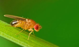 科学家知道苍蝇在想什么