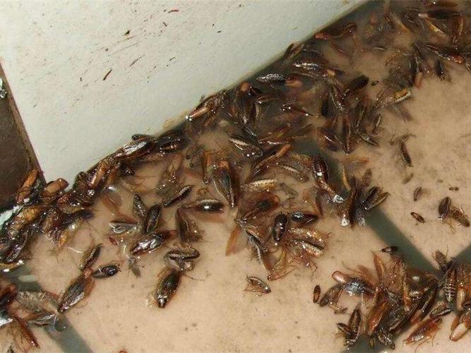 灭蟑螂服务-成都乐士佳有害生物防治