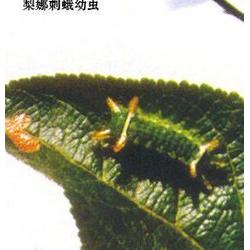 广州绿顺园林 杀虫剂针对园林植物害虫 杀虫剂